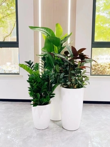北仑花木租赁效果全方位解析，通俗易懂
